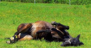 cómo duermen los caballos